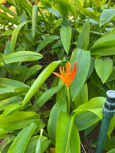 Interested in gardening & learning about  landscaping, View more