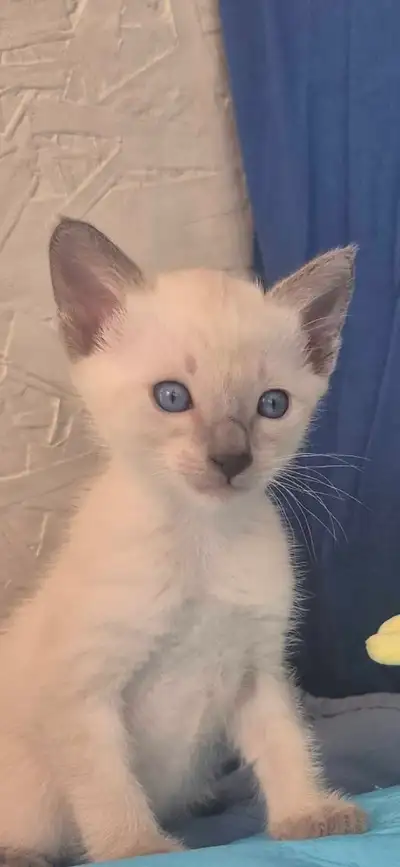 siamese kittens , View more