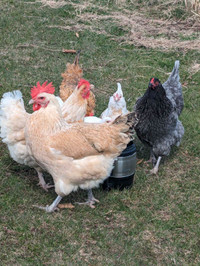 Seeking : laying hens any variety,  will travel