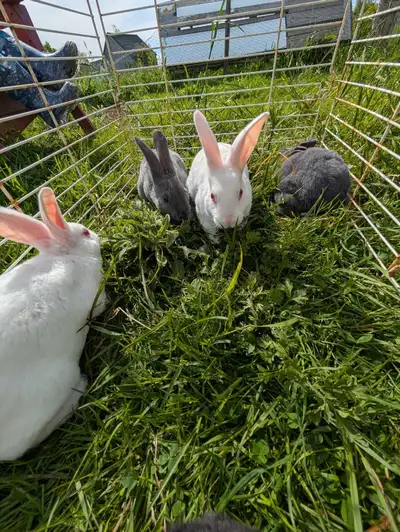 Rex Rabbits, View more