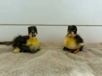 Welsh harlequin x  Pekin ducklings, View more