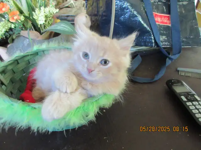 chaton Semi-Persan in Cats & Kittens for Rehoming in Sherbrooke - Image 2