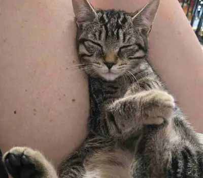 5 month old kitten. , View more