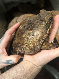 Giant marine toad
