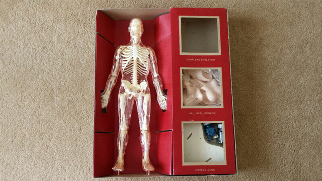Vintage The Visible Man human body science model kit in Arts & Collectibles in Kitchener / Waterloo - Image 2