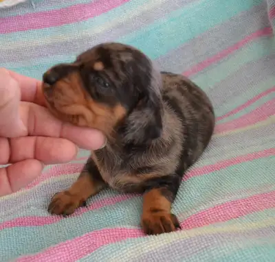 Mini dachshund puppies, View more