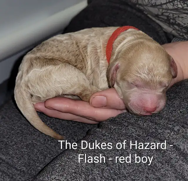 Goldendoodle puppies have arrived! in Dogs & Puppies for Rehoming in Vancouver - Image 2