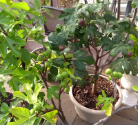 FIG Plants, cold hardy