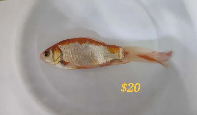 Gold fish in Fish for Rehoming in Mississauga / Peel Region - Image 3