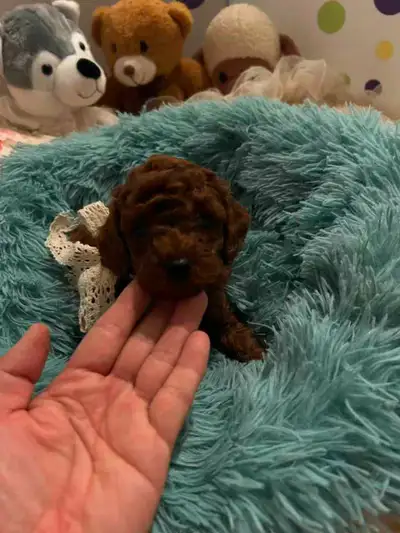 so beautiful dark red toy poodle puppies, View more