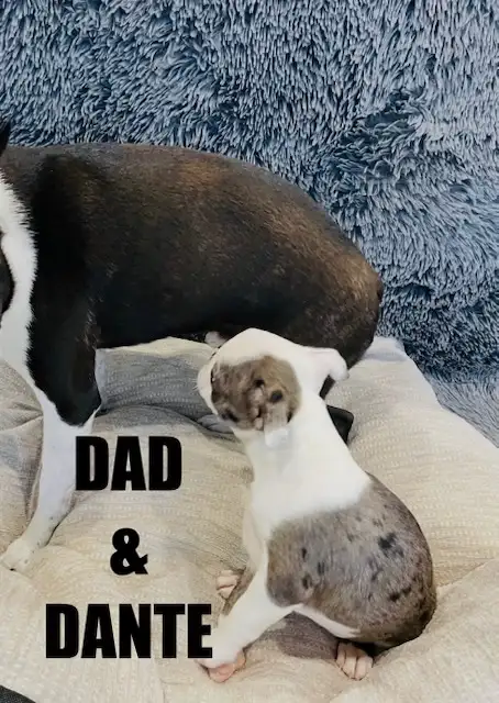 Gorgeous Boston Terrier Puppies in Dogs & Puppies for Rehoming in City of Toronto - Image 6