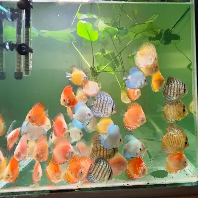 discus fish , View more