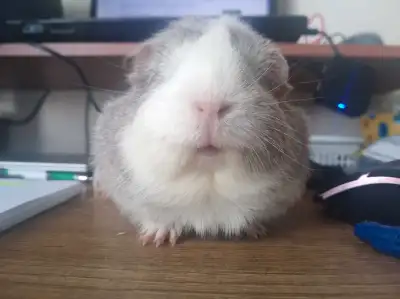 The piggy has found a loving home ❤️❤️, View more