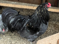  Easter Egger rooster