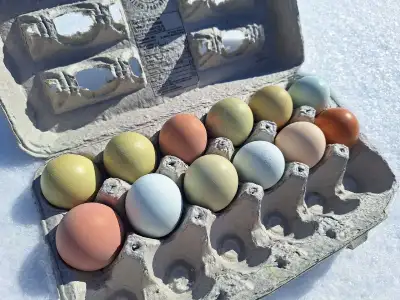 Oeufs fécondés de poules pour incuber, View more