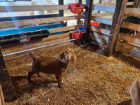 Baby Goat "Kid" for Sale
