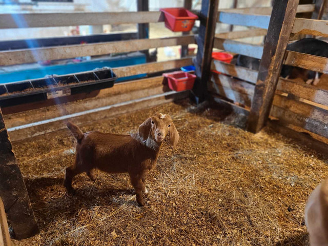 Baby Goat "Kid" for Sale in Livestock in Saint John