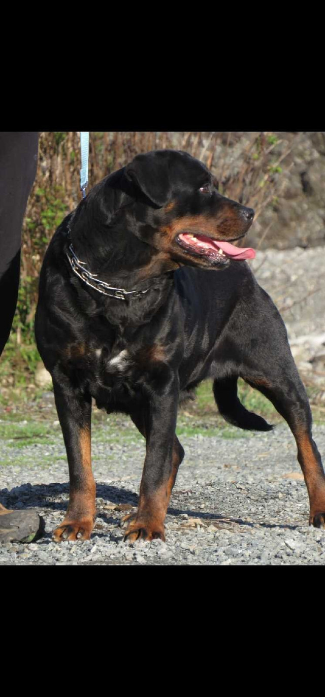 Rottweiler Adult Female  in Registered Shelter / Rescue in Delta/Surrey/Langley