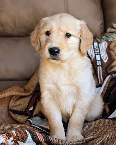 Chiots Golden Retriever femelle, View more