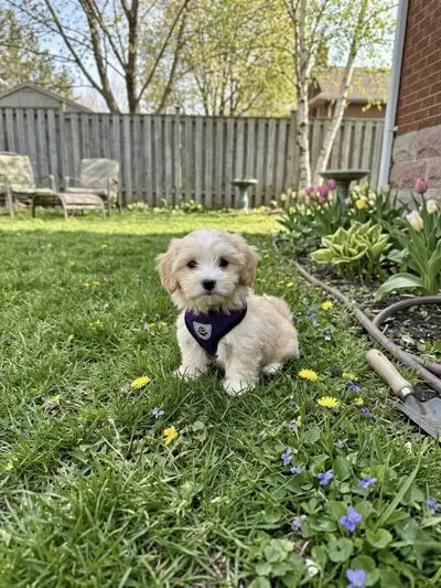 Small Female Puppy, View more