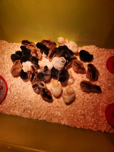 I have some olive egger chicks available that hatched on April 1. There are 11 left These are multig...