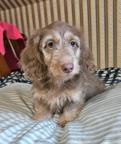 chiots teckel dachshund puppies, View more