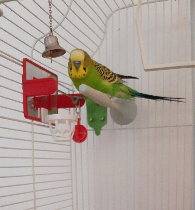 Lost Parakeet aka Budgie: Lost on May 2, 2020. in Lost & Found in Windsor Region - Image 4