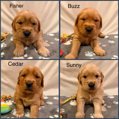 Golden retriever puppies, View more