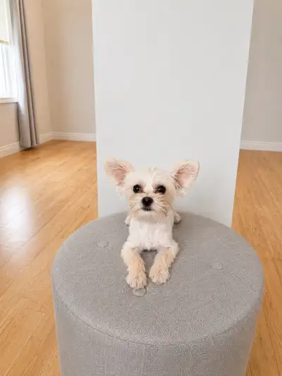Chiots Yorkshire Terrier Biewer /Yorkshire Terrier Biewer Puppi, View more