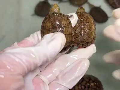 CB2025 Red-faced/cheeked Mud Turtle (cruentatum), View more