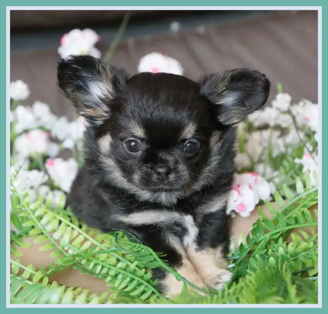 Very Fancy- White, Black tri, Blue tri, white  Chihuahua puppie in Dogs & Puppies for Rehoming in City of Toronto - Image 4