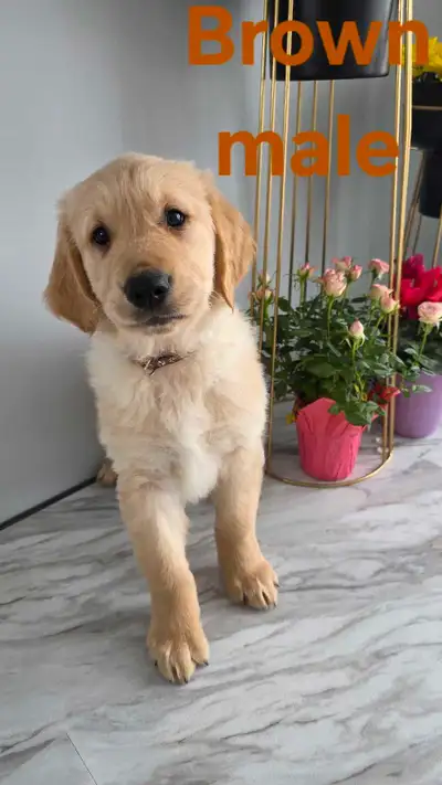 ONLY 1 PUPPY LEFT!! I offer 9 beautiful Golden Retriever puppies for booking, 3 males and 6 females...