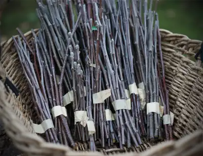 15-20 varieties available. Size varies 10-18” long. 2 for $15 Also have plumb, pear, cherry, chum et...