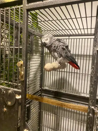 African Grey Parrot – Talking, Tame, Cage Included, View more