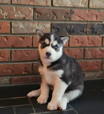Mom is a Siberian Husky. She is our girl and travels with us wherever we go. She is very quiet for a...