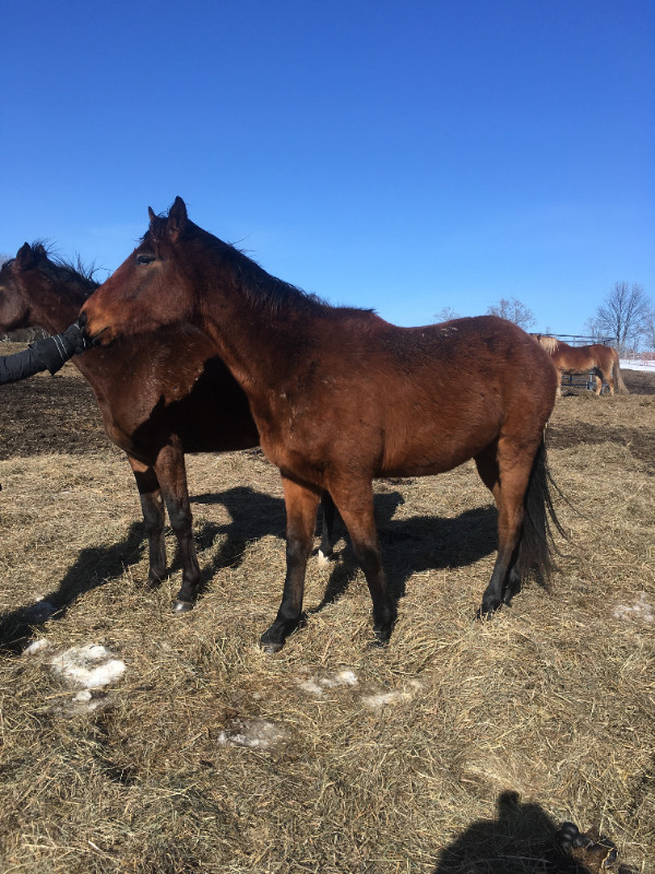 Thoroughbred Racehorse in Equestrian & Livestock Accessories in Sudbury