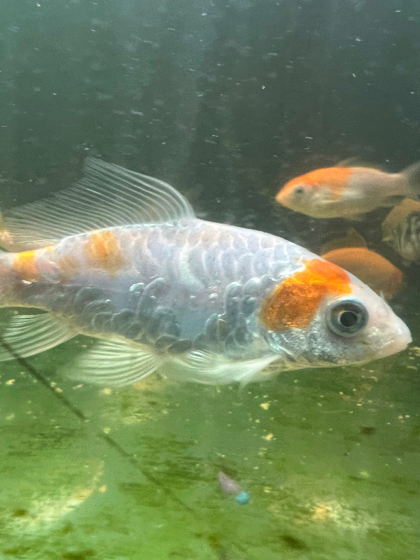 Assorted Koi in Fish for Rehoming in Kitchener / Waterloo