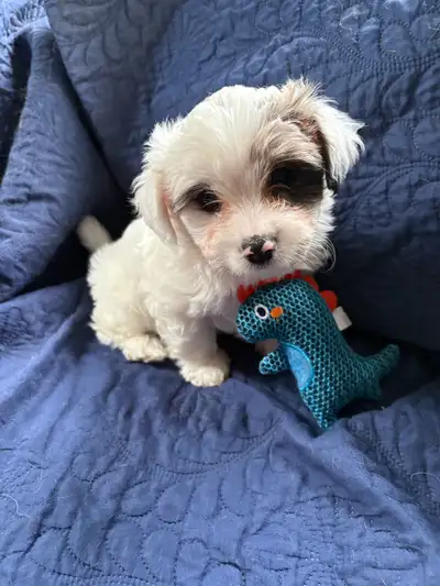 Yorkiepoos : ready to go , only 2 left June 2 /26, View more