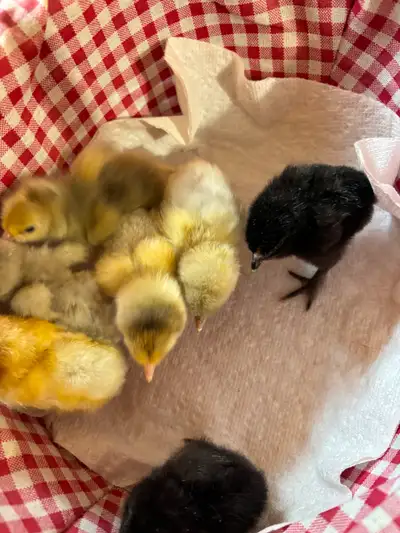 Purebred Brahma Chicks, View more