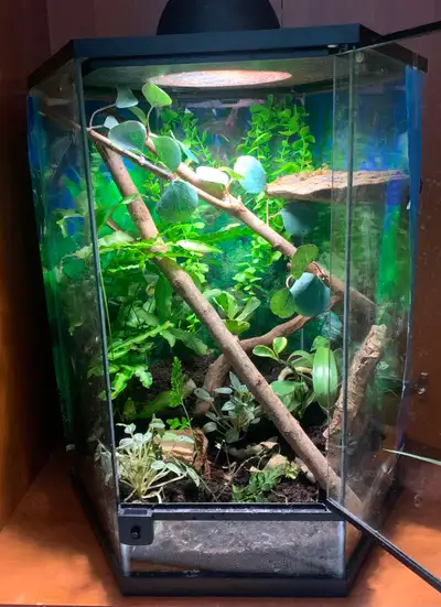 Mourning geckos and enclosure., View more