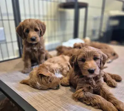 3 girls currently available. These puppies have started basic trained and have loving calm and well...