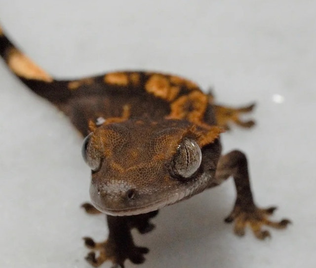 Crested gecko with terrarium and supplies Reptiles & Amphibians for