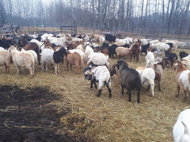 GOAT BUYERS SPECIAL ----Male Goats $3.85/lbs in Livestock in Edmonton - Image 2