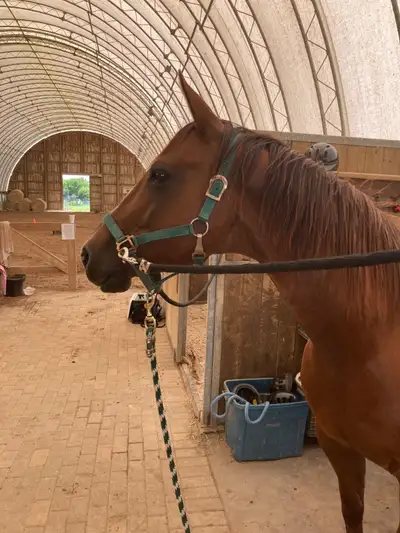 Looking to trade a hot spicy trail horse for a quiet one, View more