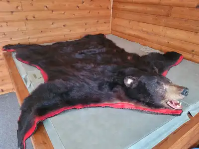 Black Bear Rug Professional Head Mount on Felt - 7 Foot, View more