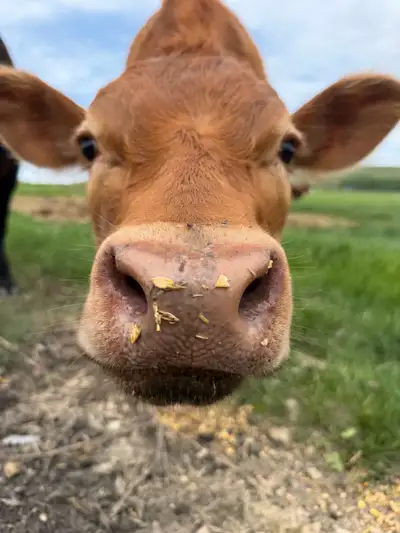 Jersey Angus Heifer, View more