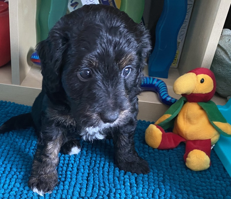 Border doodles (border collie X toy poodle) Dogs & Puppies for