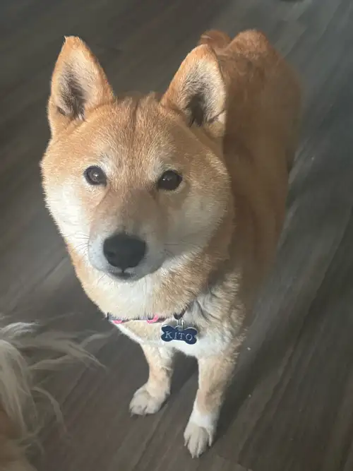 We are looking to find a good family for Kido pure Japanese Shiba Inu and Bo Pug & mixed He is fully...
