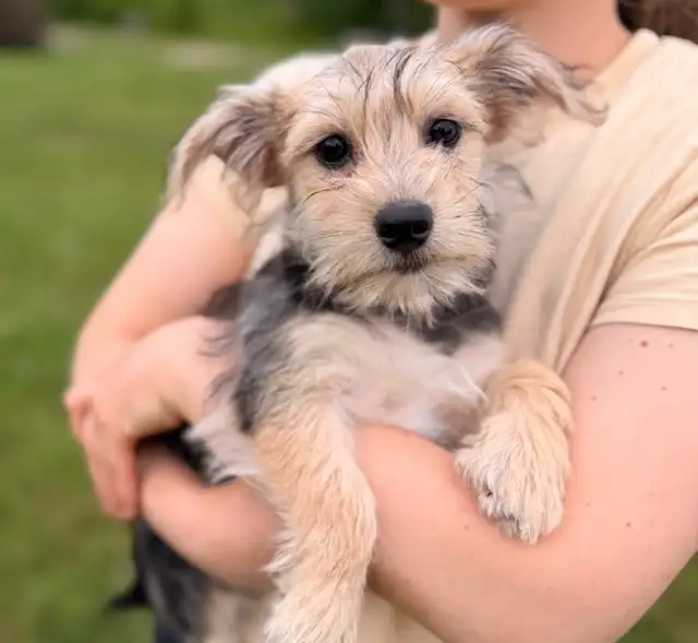 Morkie puppy is looking for home in Dogs & Puppies for Rehoming in Oakville / Halton Region - Image 2