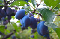 Italian European Plum Fruit Trees